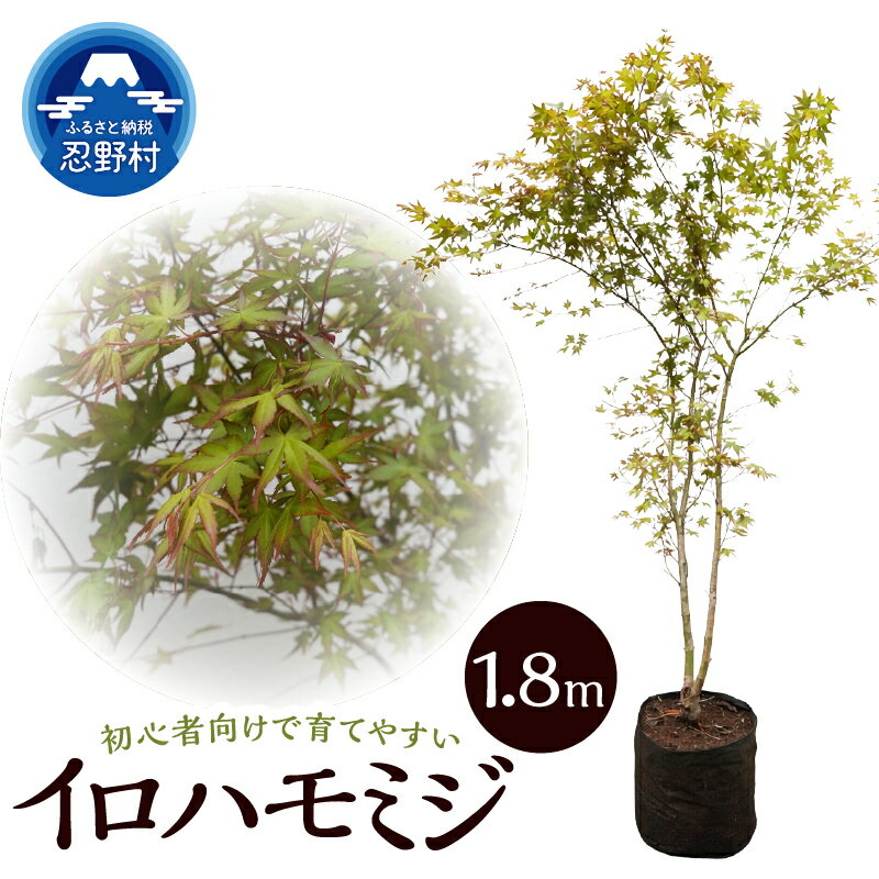 【ふるさと納税】 イロハモミジ 植木 植物 樹木 落葉中高木 紅葉 もみじ カエデ ガーデニング 苗 庭木 送料無料 山梨県 忍野村