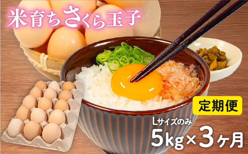 
                  定期便 卵 5kg × 3ヶ月 割れ補償 5個 Lサイズ のみ 約 75個 × 3回 定期便 国産 米育ち さくら玉子 さくら卵 鶏 さくら コク 濃い 卵黄 風味 とれたて 生 たまご 地産地消  国産鶏 玉子 産みたて 新鮮 黄身 卵 かけ ご飯 たまご かけ ごはん 玉子 丼  卵 焼き すき焼き 目玉 焼き 玉子 スープ 茶碗蒸し ゆで たまご サンド 大容量 滋賀県 竜王町
                