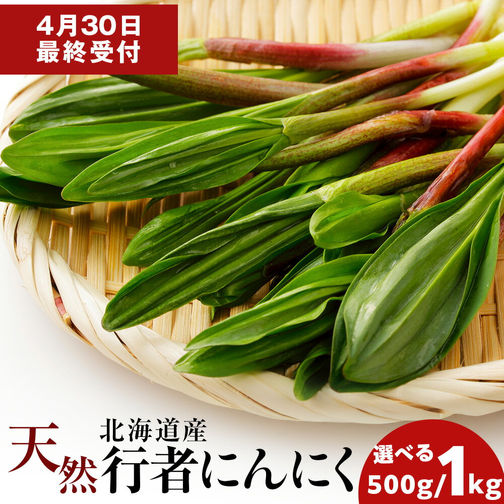 【ふるさと納税】天然行者にんにく 選べる500g・1kg北海道ふるさと納税 稚内 ふるさと納税 北海道 山菜 行者ニンニク 春山菜 北海道産【配送不可地域：離島】