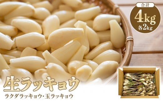 
            生ラッキョウ　計4kg（ラクダラッキョウ×2kg　玉ラッキョウ×2kg）　※2026年5月下旬～7月上旬頃に順次発送予定【らっきょう らっきょ ラッキョ 生らっきょう ラクダラッキョウ ラクダらっきょう 玉らっきょう 詰合せ ご飯 カレー 鳥取県産 北栄町 おすすめ 人気】
          