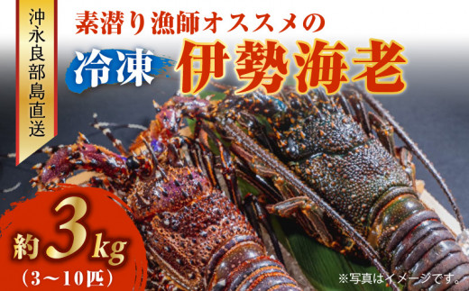 沖永良部島直送！素潜り漁師オススメの冷凍伊勢海老 約3kg（3～10匹）！　W030-004u