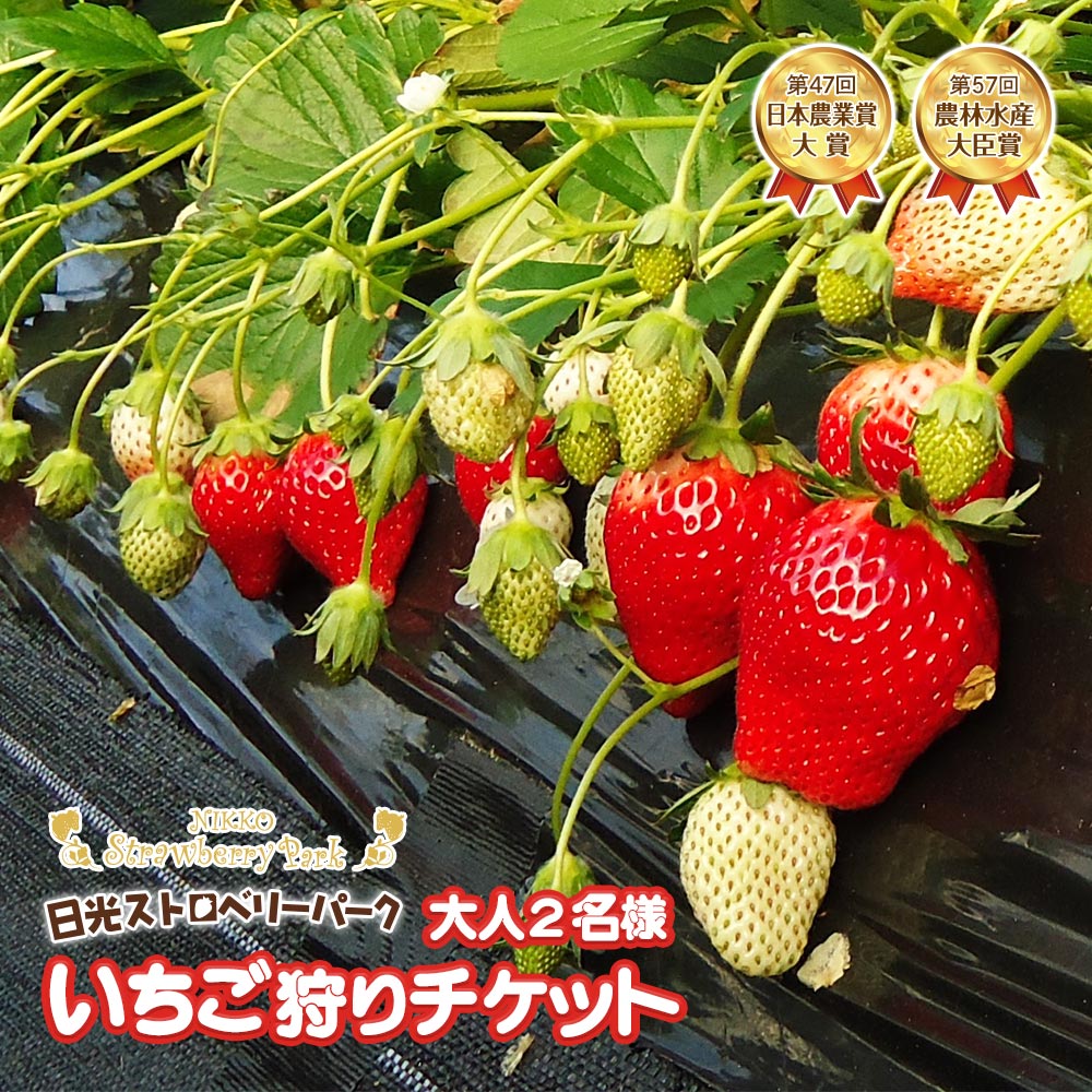 【ふるさと納税】日光ストロベリーパーク いちご狩りチケット 大人2名様｜日本農業賞大賞受賞・農林水産大臣賞受賞 入園券 観光 旅行 イチゴ 苺 フルーツ 果物 果実 収穫体験 日光市 [0711]