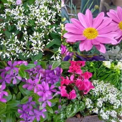 ふるさと納税 大村市 おまかせ季節の寄せ植えプランター |  | 01