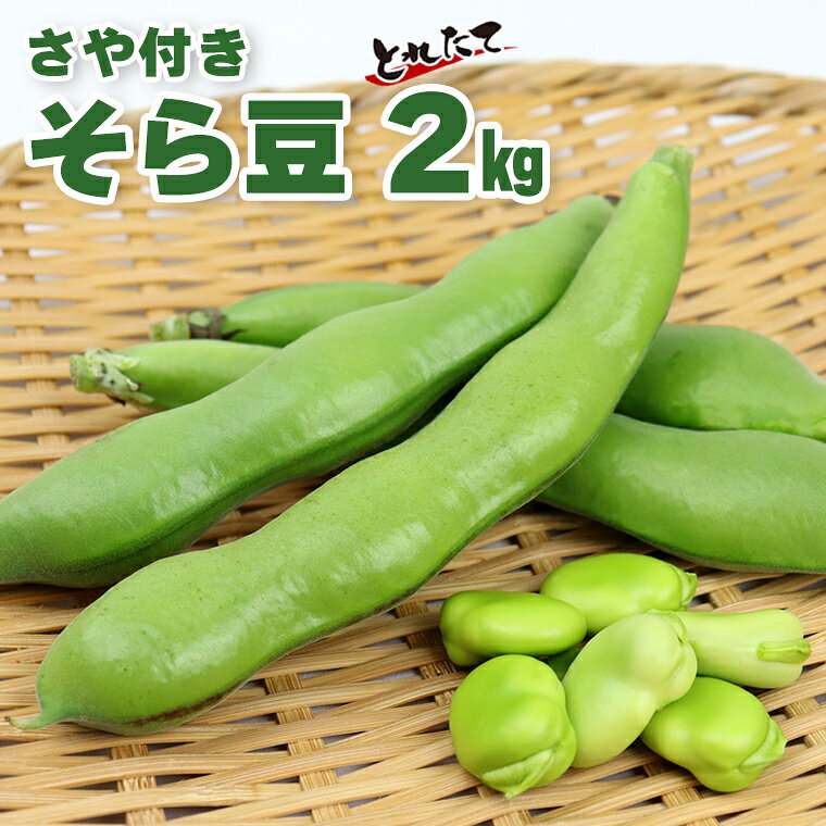 【ふるさと納税】そら豆 空豆 ソラマメ おすすめ 2kg さや付き 2026年 野菜 農産物 農家直送 新鮮 国産 とれたて おかず おつまみ 天ぷら 炊き込みごはん パスタ アヒージョ ポタージュ 数量限定 期間限定 先行予約 先行受付 旬 本田農園 3月下旬～4月中旬頃に発送