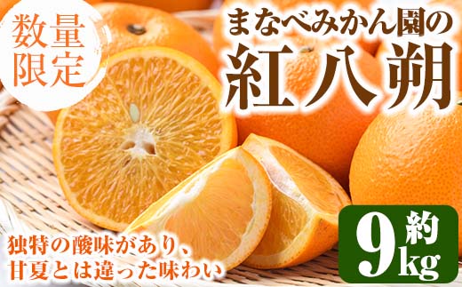 ＜先行予約受付中！2025年2月上旬以降発送予定＞まなべみかん園の紅八朔(約9kg)国産 柑橘類 みかん ミカン 蜜柑 果物 フルーツ【有限会社まなべみかん園】a-14-11