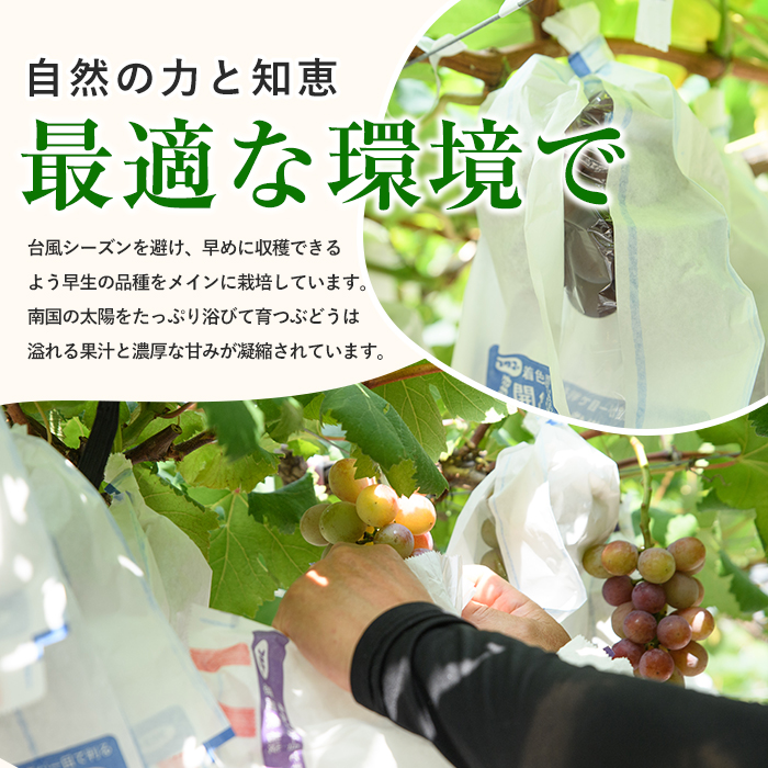【2026年7月上旬～発送】迫田果樹園のぶどう 指宿産ぶどうのおまかせミックスセット約1.5kg(迫田果樹園/IB064-002) ブドウ 葡萄 果物 フルーツ 果実 果樹園 食べ比べ 食べくらべ 詰