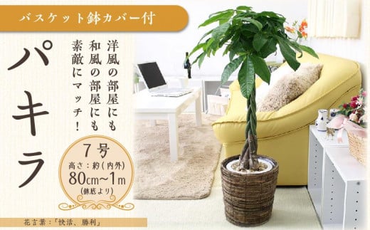 【観葉植物】パキラ 7号 ブラウンバスケット鉢カバー 高さ：約80cm～1m内外(鉢底より) 【観葉植物 植物 鉢付 インテリア 部屋 室内 オフィス 癒し エコ グリーン マイナスイオン リラックス