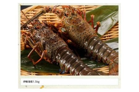 伊勢海老1.5kg（2～5尾）　【魚介類 えび 伊勢えび イセエビ 伊勢海老】