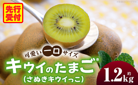こつぶでちゅるん　さぬきキウイっこ 約1.2kg |果物 フルーツ さぬき キウイっこ キウイフルーツ グリーン キウイ 小さい 濃厚 フレッシュ ジューシー 香り 爽やか 旬の果物 人気 おすすめ 贈答 贈り物 青果物 糖度 香川県 三木町 |_mk165-020