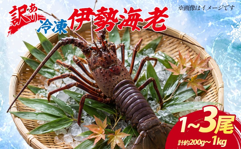 
                  (冷凍) 訳あり 伊勢海老 1尾～3尾 加熱用 約200g～1.0kg 選べる容量  海老  伊勢 エビ  訳アリ品 訳アリ 海鮮 海の幸 肩身焼き お味噌汁 焼き物 鍋 伊勢志摩 三重県 南伊勢町 丸池 
                