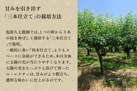 【2026年先行予約】新潟特産 幻の洋梨ル・レクチェ 秀品 約4kg (8～10玉) 《11月下旬～順次発送》 塩原久七農園