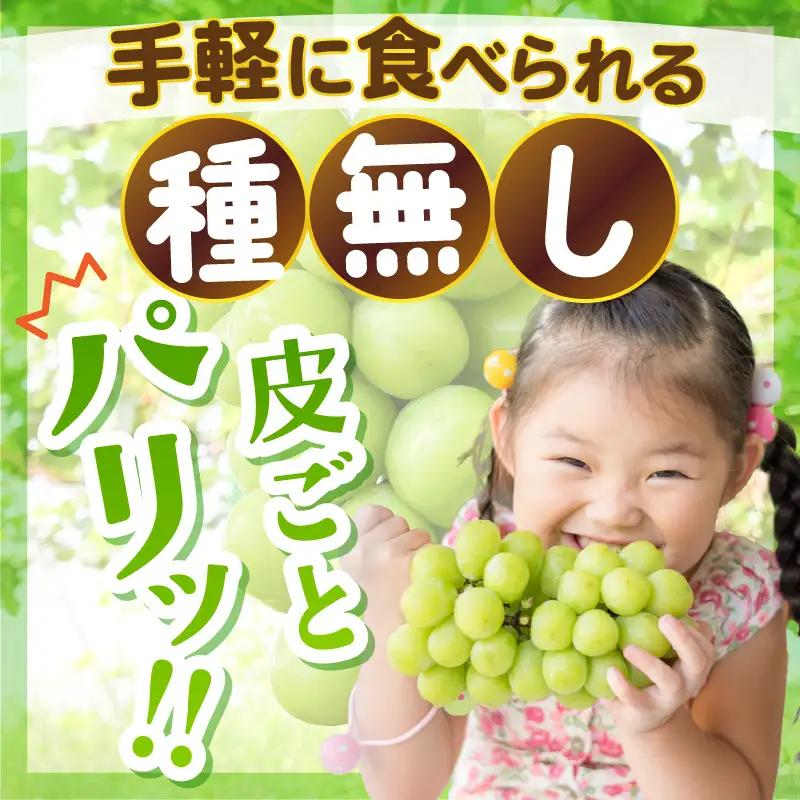シャインマスカット 約500g×2房入り（合計：約1kg）化粧箱入り 2027年8月中旬以降順次発送予定 ブドウ マスカット フルーツ [A-19105]