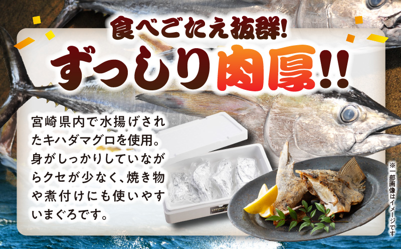 カマトロリシャス宮崎のマグロ カマ焼き キハダマグロ 新鮮_M352-003