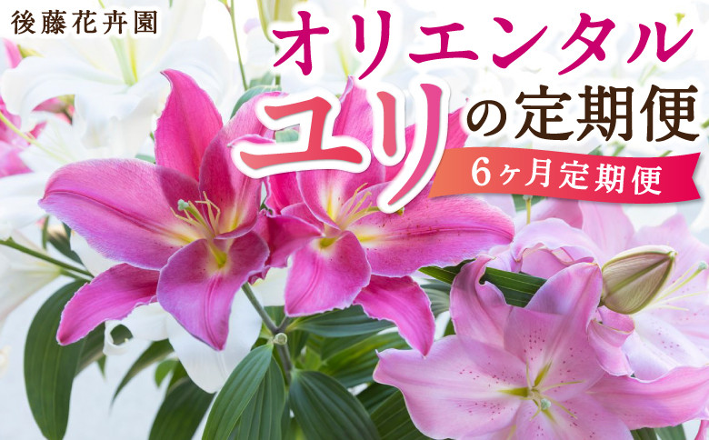 
【6ヶ月定期便】後藤花卉園 オリエンタルユリの定期便 (2024年12月から2025年5月 毎月お届け)
