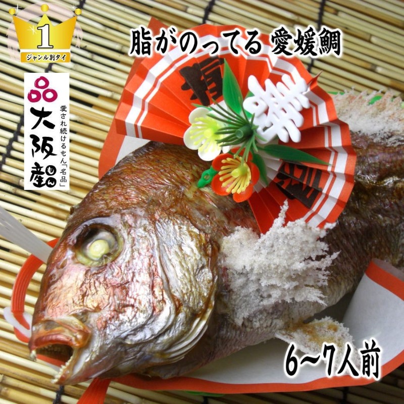 
            [№5309-0076]天然祝鯛　炭火焼　1.2kgアップ（愛媛活け鯛）
          