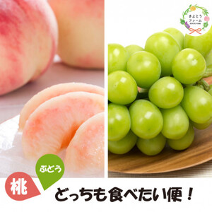 【発送月固定定期便】【きよとうファーム】桃と葡萄どっちも食べたい便!【お試し便】(岡山県産)全2回【配送不可地域：離島】【4067481】
