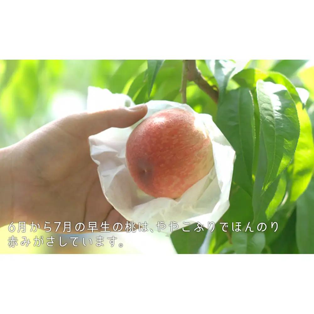 岡山の桃　6月 - 7月　早生の桃　900ｇ【6月下旬以降発送】
