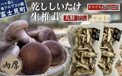 肉厚 大粒 生しいたけ 11粒＋乾ししいたけスライス50g×2 セット 八ヶ岳山麓育ち 国産 朝採れ 安心安全 農薬不使用 ハウス栽培 芳醇な香り 椎茸 信州 【発送時期：9月～翌年5月の期間】