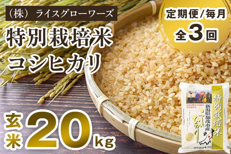 
                  【令和8年産新米先行予約】【定期便3回毎月お届け】 特別栽培米 コシヒカリ 玄米 20kg （5kg×4）《10月上旬～順次出荷》 従来品種 従来コシヒカリ お米 米 （株）ライスグローワーズ 新潟県 加茂市産 定期便
                