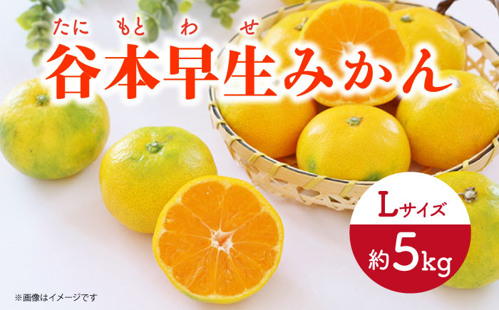 
                  【先行予約】極早生（谷本早生） みかん Lサイズ 約5kg  ー2026年10月より発送ー 長与町/山口農園 [EBI008] みかん 柑橘 果物 くだもの フルーツ 季節限定 数量限定 温州みかん ミカン 5kg 先行予約 産地直送 長崎県産 長与町
                