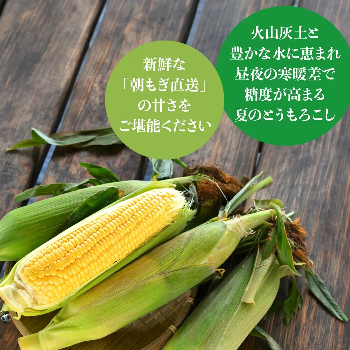 ＜2026年8月お届け＞赤肉メロン2玉ととうもろこし（恵味）11～13本のセット SBTP015