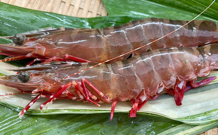真鯛 淡路島産 えび アシアカエビ セット 真鯛