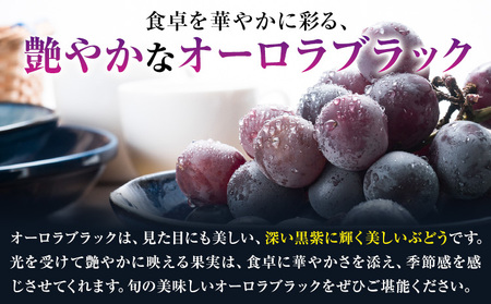 オーロラブラック 2房入り ぶどう オーロラブラック