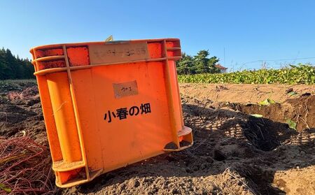 【期間限定発送】土付き　農家直送　さつまいも3種詰合せ　3kg　農家おまかせ