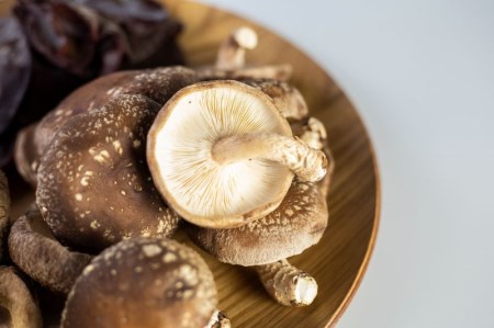 【11月上旬〜3月下旬】菌床しいたけ・生きくらげセット 計1kg 食べ比べ 政木農園 肉厚 椎茸 しいたけ シイタケ キクラゲ 飛騨 簡易包装 訳アリ わけあり ワケアリ 家庭用 大容量 旬 [Q94