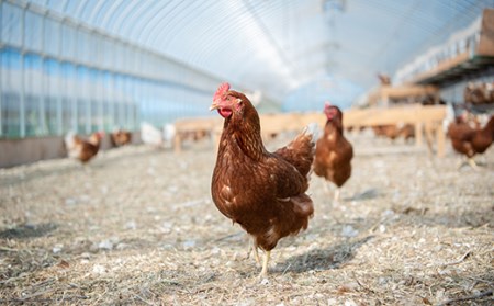 【1040】平飼い有精卵使用！絶品マヨネーズ