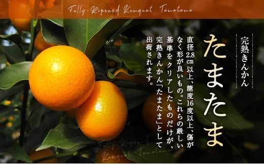 ≪先行予約≫ 宮崎県産 完熟きんかん「たまたま」約3kg 糖度16度以上 ブランド 金柑 柑橘 果物 くだもの フルーツ 2026年発送 約3kg