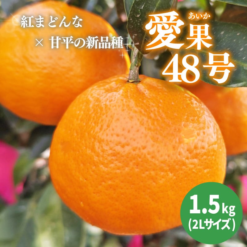 
            【2026年3月下旬から発送予定】 あいか 愛果48号 約 1.5kg 6玉 特選品 期間限定 |愛媛 松山 みかん ミカン mikan  果物 フルーツ 柑橘 果実 先行予約 中島産 柑橘 ジューシー 愛媛県 松山市
          
