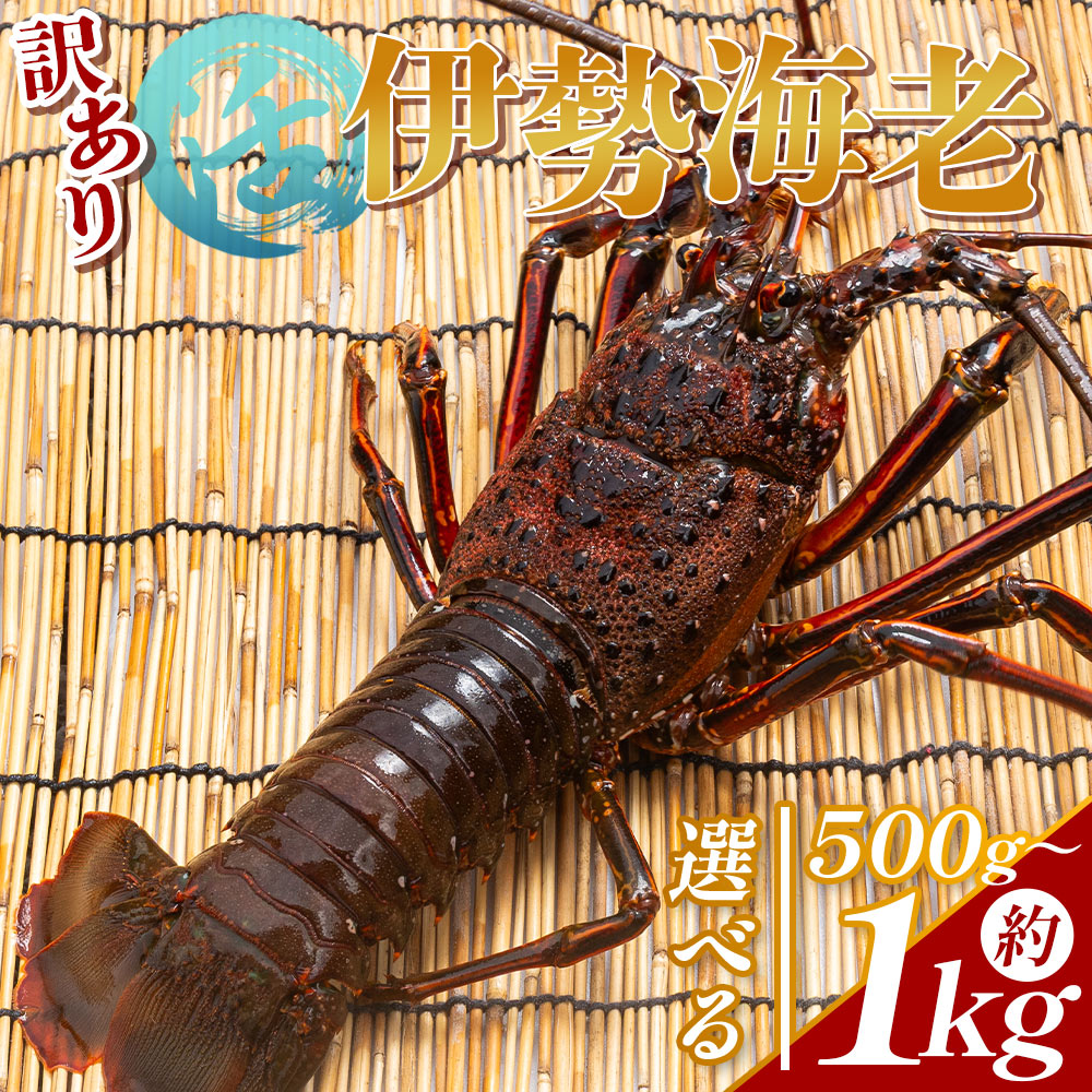 【ふるさと納税】【選べる内容量】活 伊勢海老 冷蔵（選べる内容量：計約500g～約1kg 1～4尾） - 選べる 数量 訳あり 国産 エビ えび 海鮮 魚介 産地直送 プリプリ 味噌汁 刺身 焼き物 汁物 えび蔵 高知県 香南市【冷蔵】