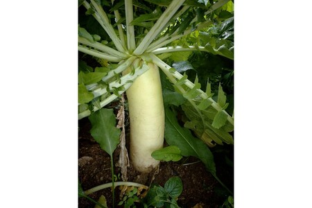 【先行予約】京丹後冬鍋野菜セット（2025年11月中旬～発送）