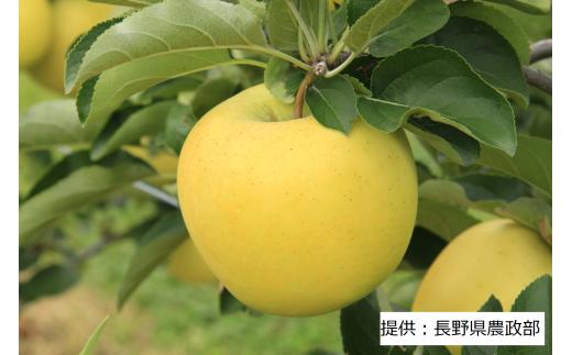 【10月中旬頃 発送予定】 長野生まれ黄金りんご シナノゴールド 1箱（5kg） 003-003