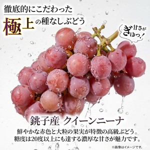 訳あり ぶどう クイーンニーナ 1房 500g以上 数量限定 種なし ブドウ