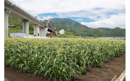 【2025年 先行予約】山梨県都留市産 ゴールドラッシュ 7本｜炭野菜 野菜 とうもろこし 間伐材 炭 肥料 SDGs 炭香ファーム　トウモロコシ　とうもろこし　甘い