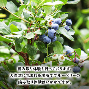 冷凍 ブルーベリー 400g (400g×1パック) 北海道産 フルーツ 果物