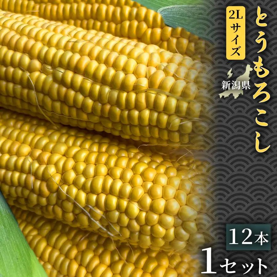 朝採れ とうもろこし（12本）2Lサイズ 1セット | 津南町 スイートコーン とうもろこし