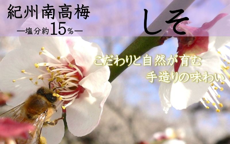 紀州南高梅 しそ（塩分約15%） 500g 　 【yamada018】