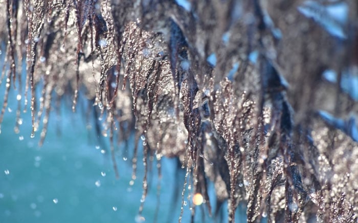海苔 田島海苔師の焼のり 新海苔PREMIUM（大判10枚）