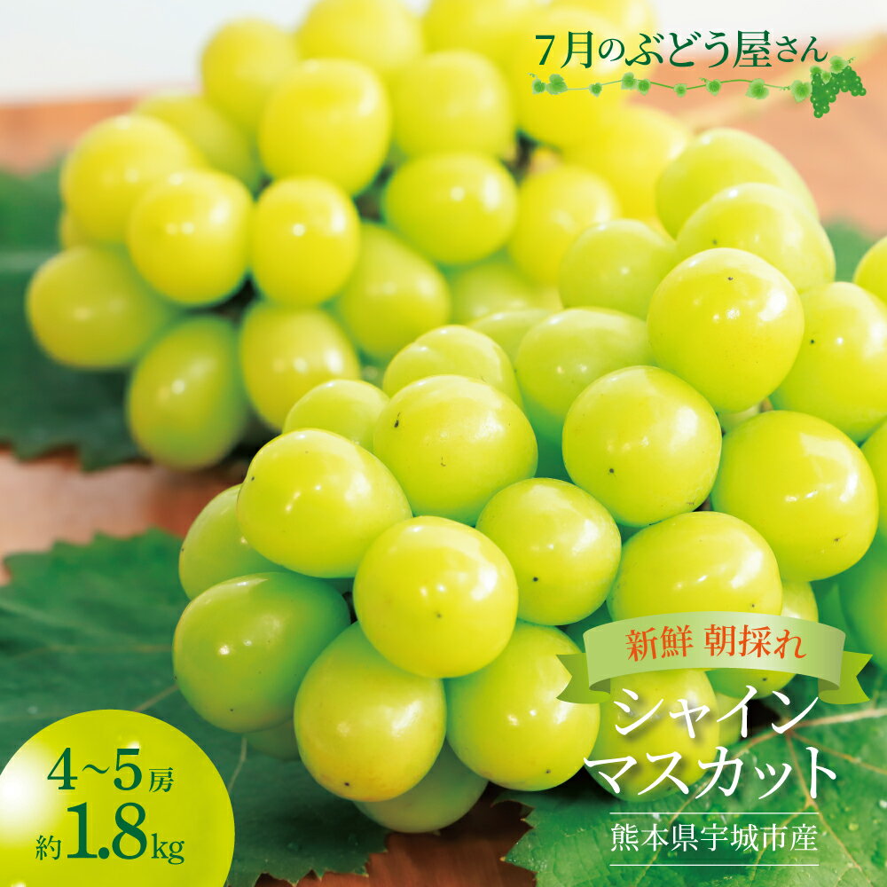 【ふるさと納税】 シャインマスカット 7月のぶどう屋さん 新鮮 朝採れ シャインマスカット 約1.8kg 4〜5房 松川果樹園 マスカット ギフト 贈答用 種なし ぶどう 葡萄 国産 九州 熊本県 宇城市 皮ごと食べられる 2025年7月下旬から2025年9月上旬頃発送予定