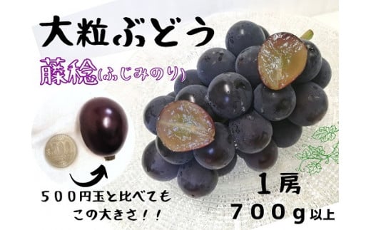 HF-14.【産地直送】大粒藤稔１房700ｇ以上！