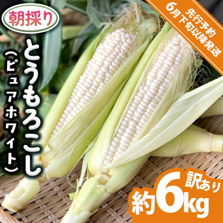 【ふるさと納税】【 先行予約 2026年6月下旬以降発送 】【 令和8年産 】【 訳あり 】 朝採り とうもろこし （ ピュアホワイト ） 約 6kg トウモロコシ スイートコーン 野菜 産地直送 期間限定 規格外 不揃い 傷 ふるさと納税 7000円 ワケアリ 訳アリ [AX061ya]