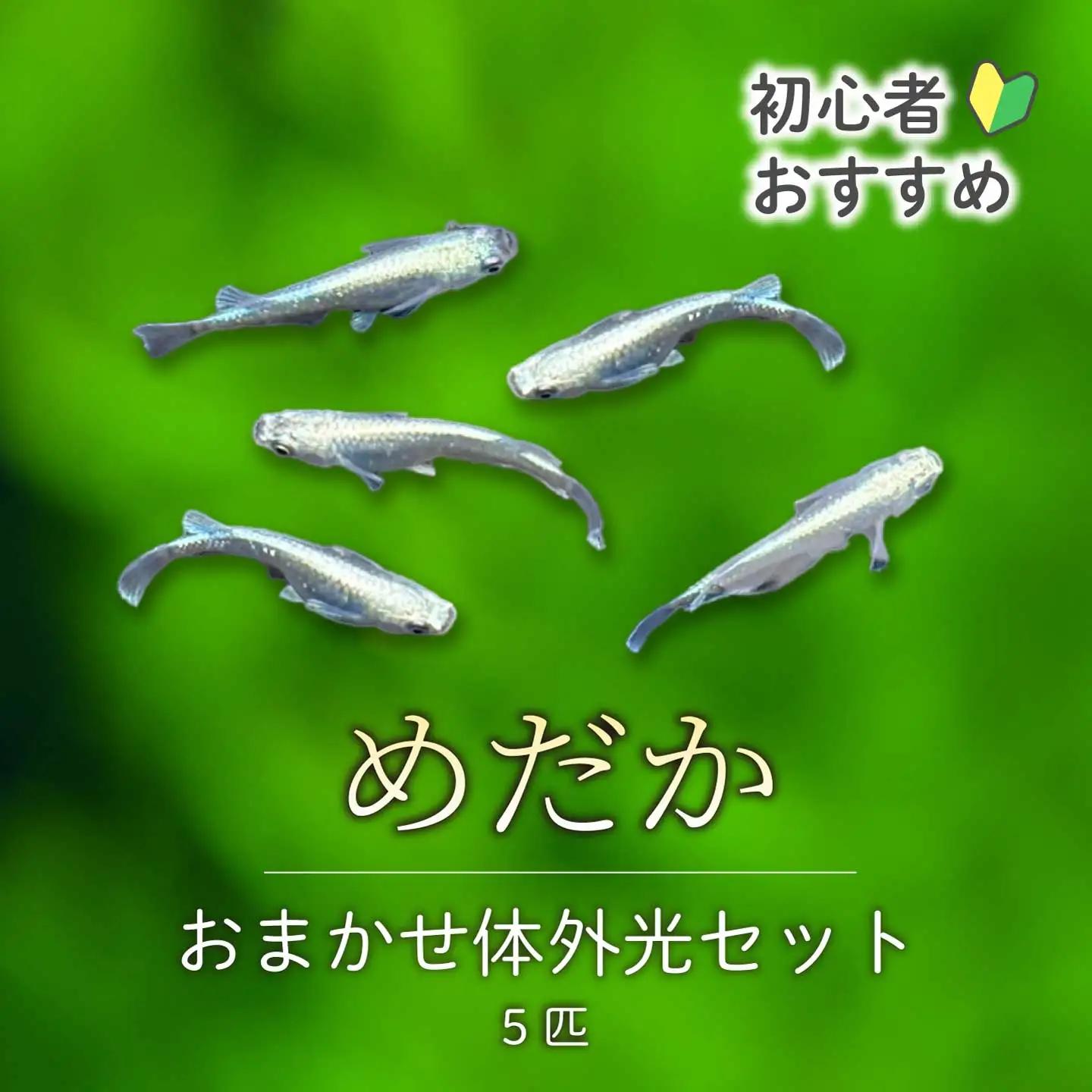 めだか おまかせ体外光セット(5匹) メダカ 飼育 生体 観賞魚 魚 ペット おまかせ ミックス おすすめ 水槽 インテリア 生物 鑑賞 熱帯魚 アクアリウム 熱帯 淡水魚 243012