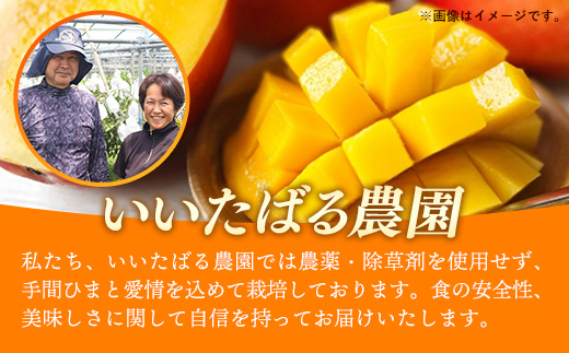 【先行受付】【2026年発送】いいたばる農園の家庭用アップルマンゴー約2kg - ご家庭用 先行予約 沖縄県産 産地直送 農薬不使用 除草剤不使用 南国フルーツ 旬の味覚 マンゴー オススメ 沖縄県 