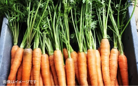 【 全12回定期便 】【 福岡県 糸島産 】朝採れ 温野菜 サラダ セット《糸島》【オーガニックナガミツファーム】[AGE021] 野菜セット 野菜 やさい サラダ 詰め合わせ トマト とまと