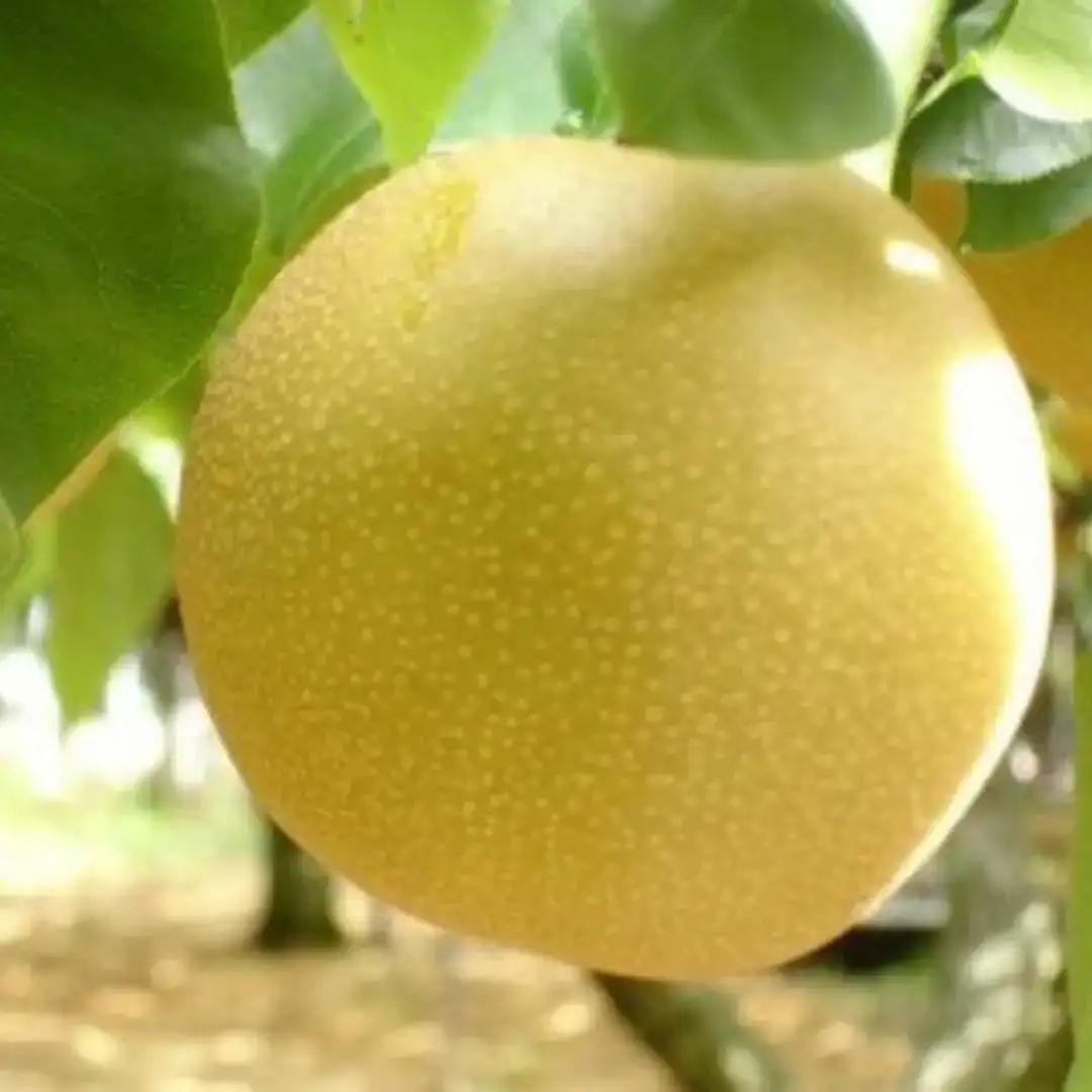 先行予約 和梨 あきづき 自家用 5kg [9月中旬~順次発送予定] 新潟県産 あきづき 梨 訳アリ あきづき [岩福農園] 