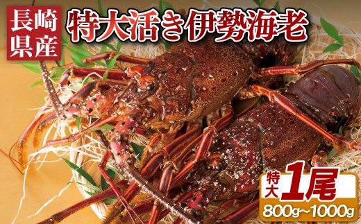 
                  【 特大 】 長崎県産 活き 伊勢海老 1尾 ( 800g ～ 1kg ) 産地直送 新鮮 イセエビ 伊勢えび 刺身 ヤマサ水産 長崎県 佐世保市
                