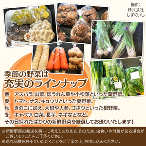 産地直送 季節の新鮮野菜 8～10品 詰め合わせ ／ 野菜 セット 産直 【あねっこ】